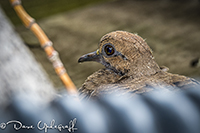 Mourning Dove