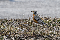 March-Robin-2013