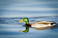 Malard Duck