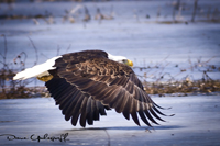 Eagle Flight