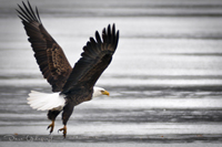 Eagle Landing