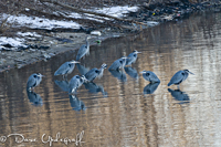 Blue Herons