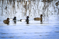 Lesser Scaups