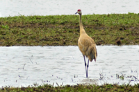 SAndhill Crane