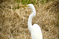 Great Egret