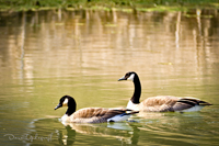 Green Island Geese