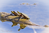 Green Island Turtles