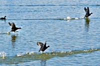 Hurstville Ducks