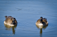 Hurstville Geese