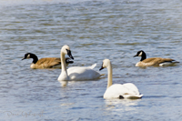 Geese and Swans