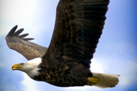 Sabula Eagle