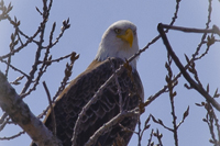 Sabula Eagle