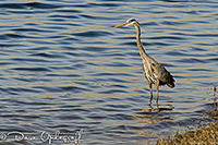 Blue Heron